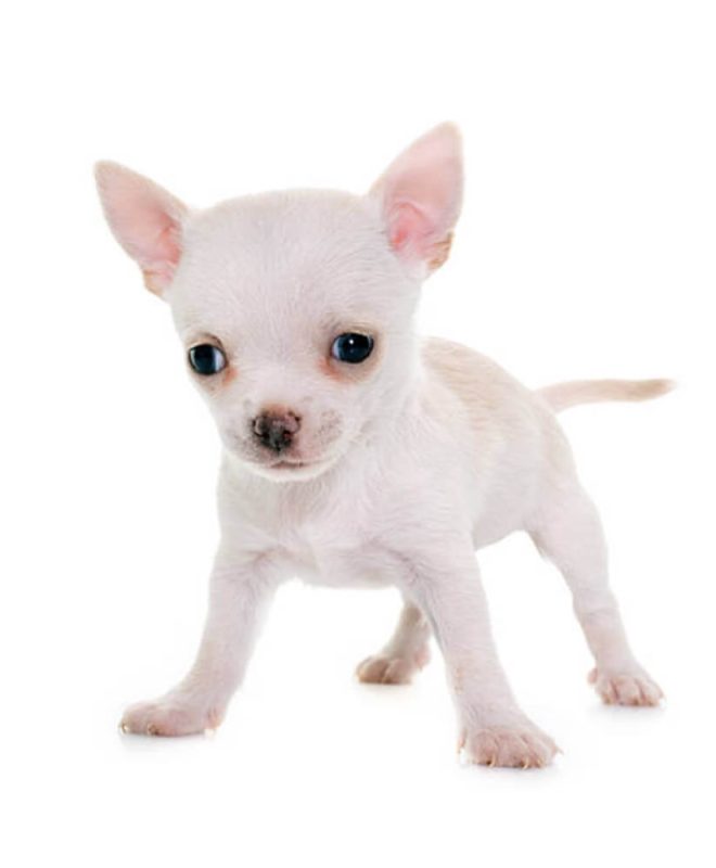 Chihuahua - Τσιουάουα